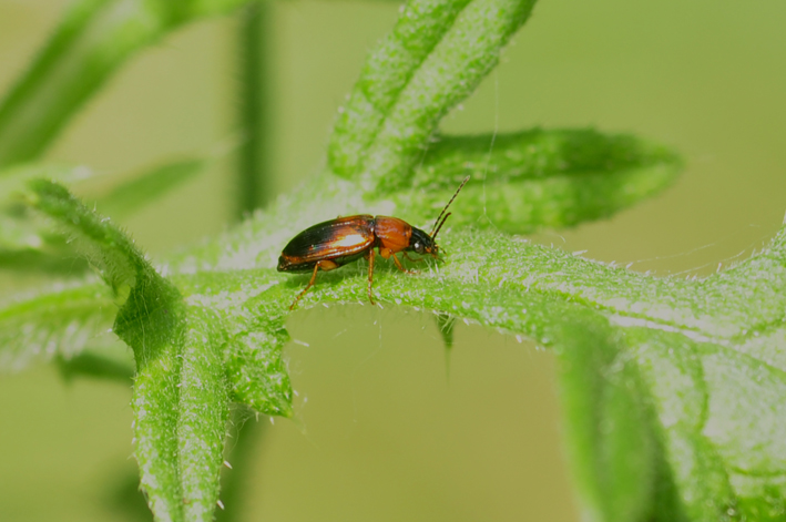 Un aiuto per l''identificazione: Stenolophus teutonus